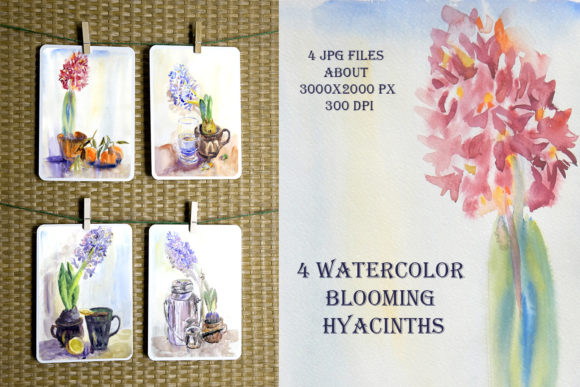 4 Watercolor Blooming Hyacinths