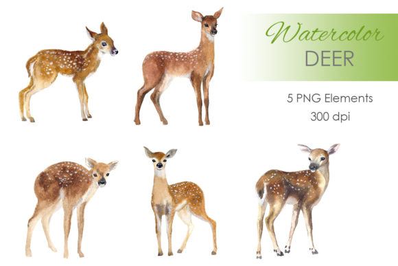 Cute Clipart. Deer Woodland Watercolor Illustrations