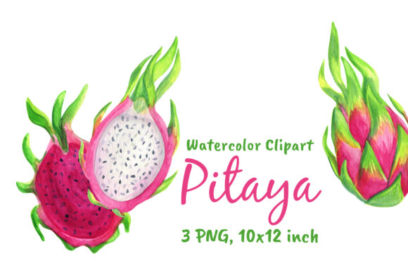 Dragon Fruit Watercolor Clipart Png and Illustrations