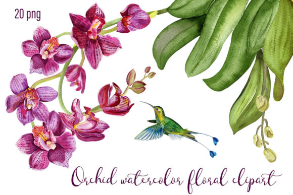 Orchid Watercolor Floral Digital Clipart and Illustrations