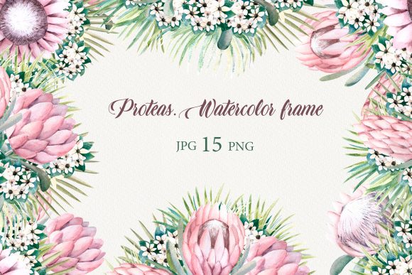 Protea Flowers. Watercolor Frames. Illustrations