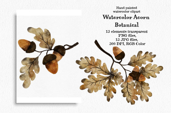 Watercolor Acorn Botanical Illustrations