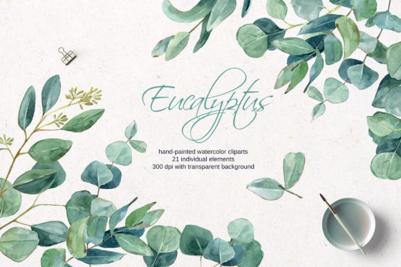 Watercolor Eucalyptus Clipart and Illustrations