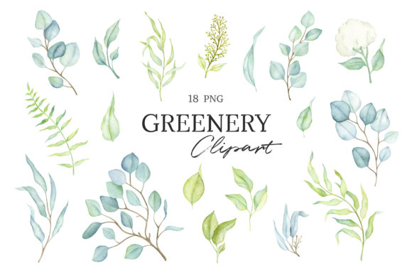 Watercolor Eucalyptus Greenery Clipart and Illustrations