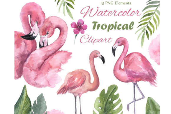 Watercolor Flamingo Clipart Tropical Png and Illustrations