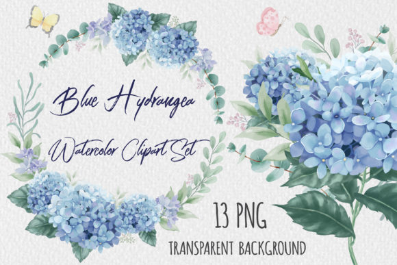 Watercolor Hydrangea Flowers Clipart and Illustrations