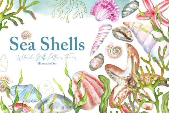 Watercolor Sea Shells Illustration Set and Illustrations